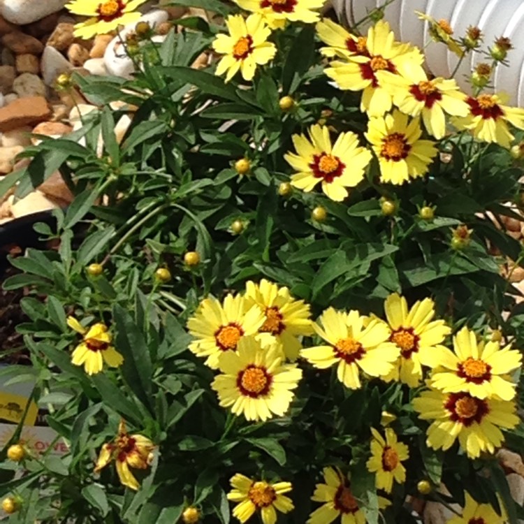 Plant image Coreopsis grandiflora 'Baby Sun'