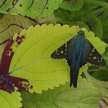 Plectranthus scutellarioides 'Pineapple Beauty'