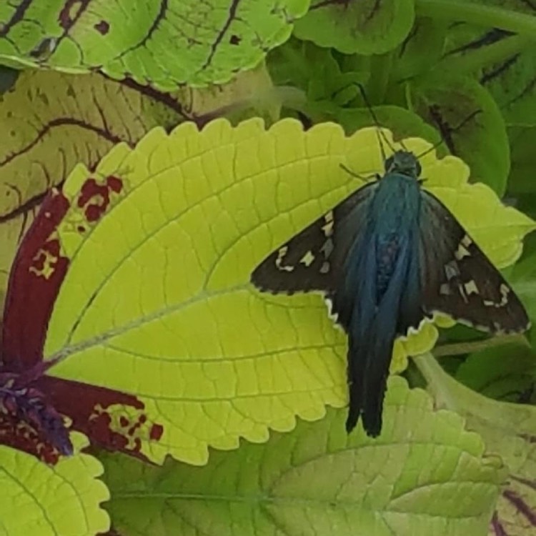 Plant image Plectranthus scutellarioides 'Pineapple Beauty'