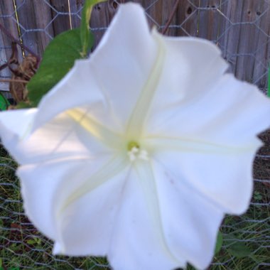 Ipomoea turbinata