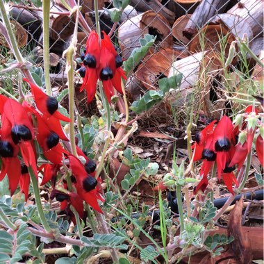 Sturt's Desert Pea