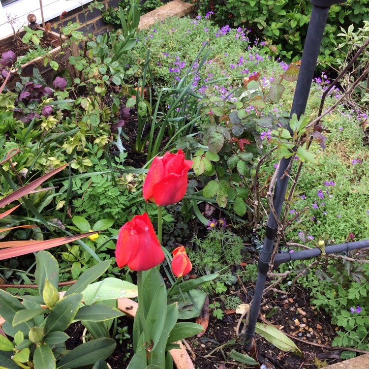 Plant image Tulipa gesneriana var. spathulata