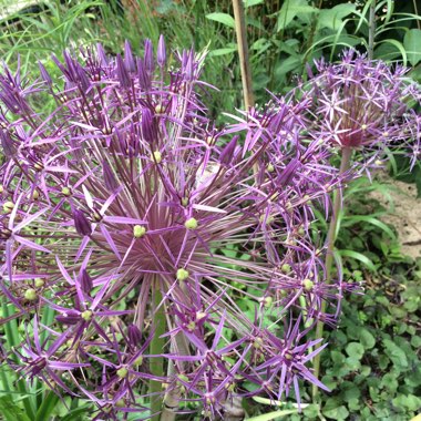 Allium 'Globemaster'