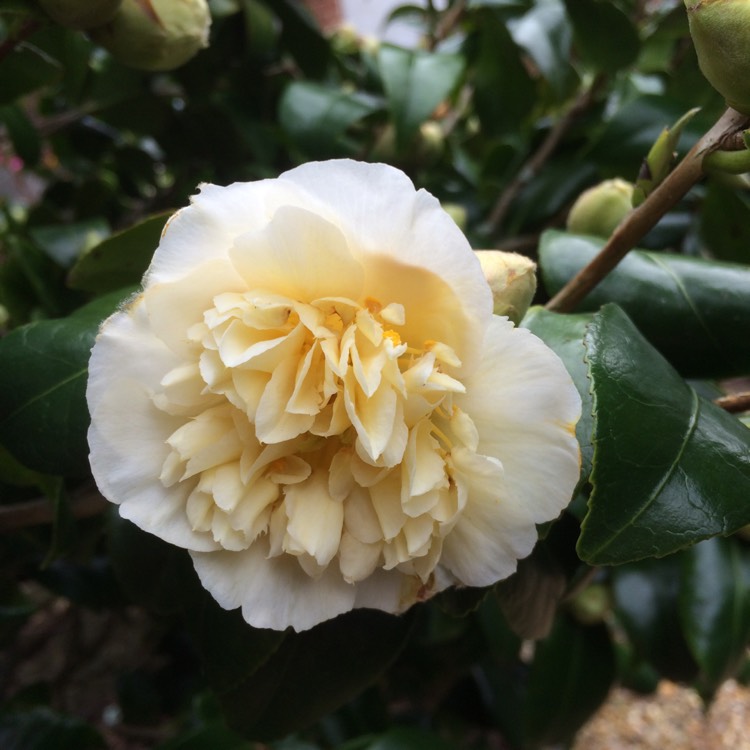 Plant image Camellia japonica 'Brushfield's Yellow'