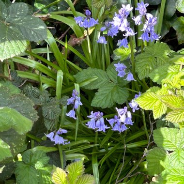 Joyce's garden