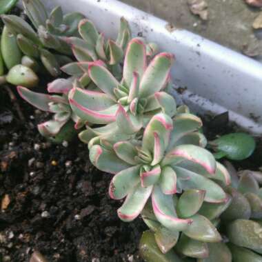 Crassula 'Red Tipped Butterfly Bush'