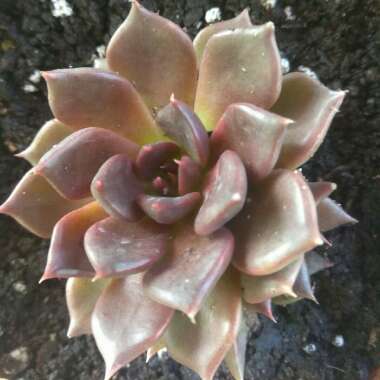 Echeveria 'Black Prince'