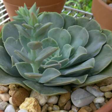 Echeveria