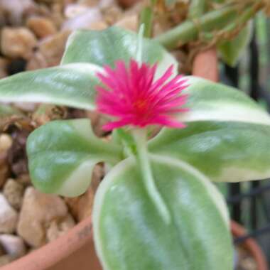 Ice Plant