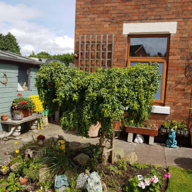 Plant image Robinia pseudoacacia 'Lace Lady'