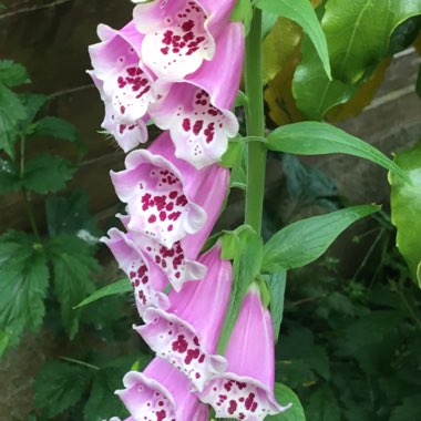 Foxglove