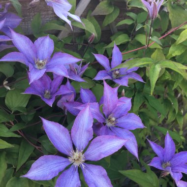 Clematis