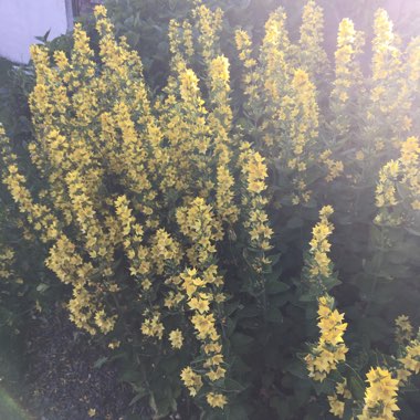 Large Yellow Loosestrife