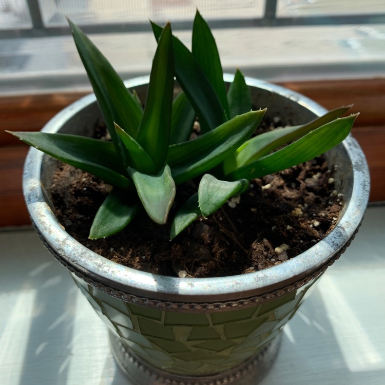 Plant image Haworthia 'Black Gem'