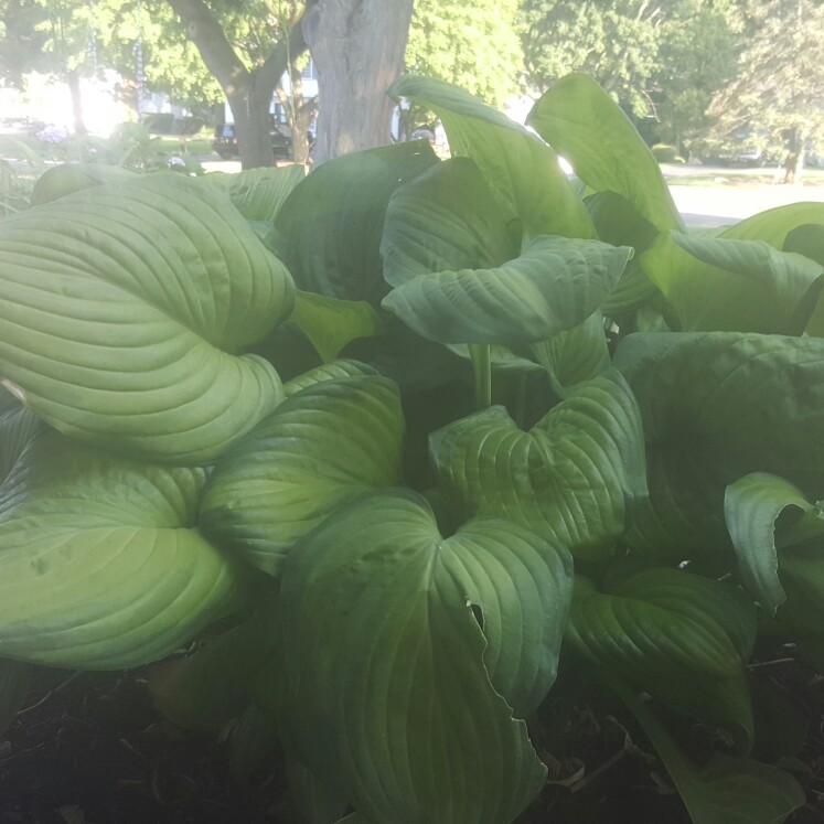 Plant image Hosta 'Captain Kirk'