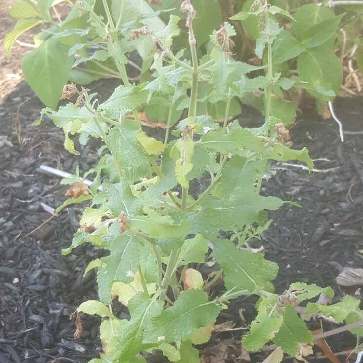 Plant image Silybum marianum