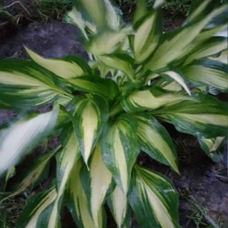 Plant image Hosta 'Cool as a Cucumber'