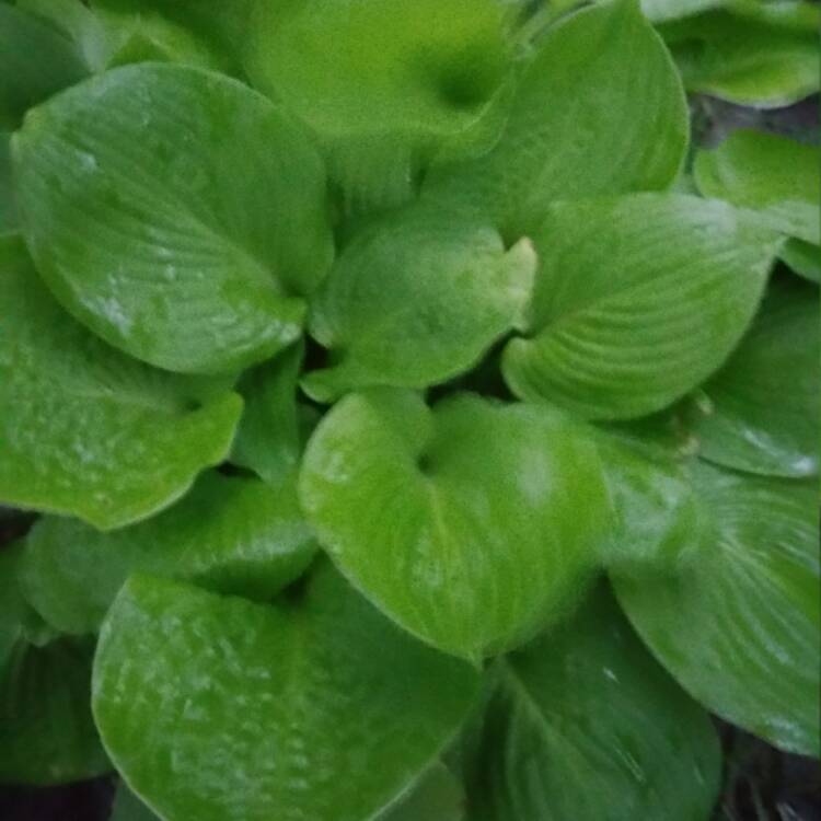 Plant image Hosta 'Miracle Lemony'