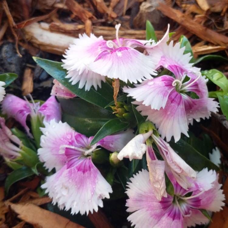 Plant image Dianthus 'Diamond Pink Blush'