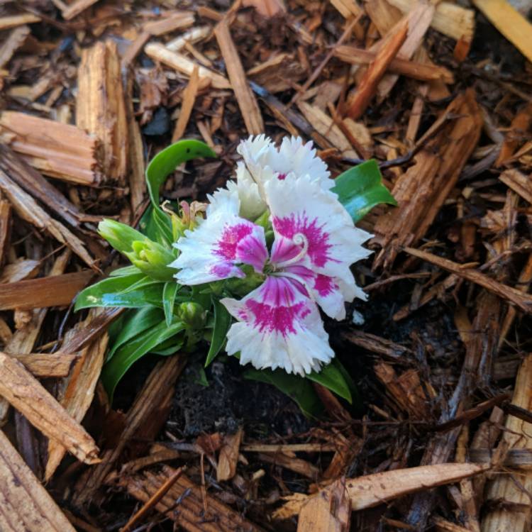 Plant image Dianthus chinensis 'Super Parfait Red Peppermint'