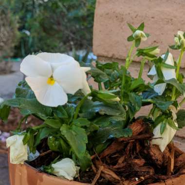 Viola arvensis