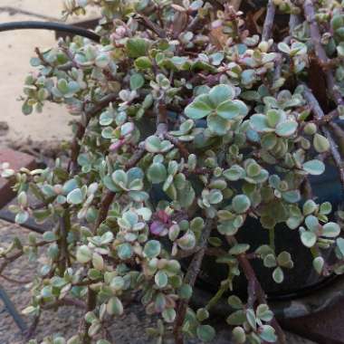 Portulacaria afra Variegated