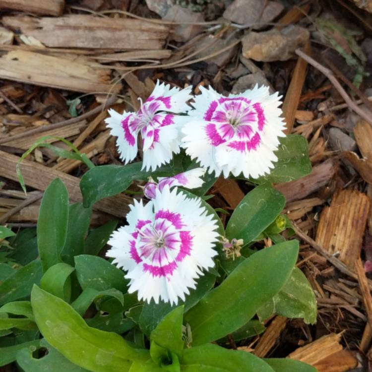 Plant image Dianthus 'Diamond Pink Blush'