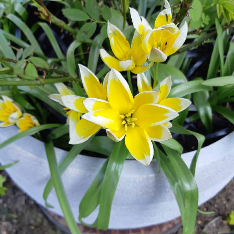 Plant image Tulipa tarda