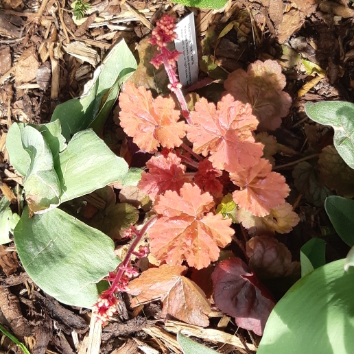 Plant image Heuchera 'Pink Pearls'