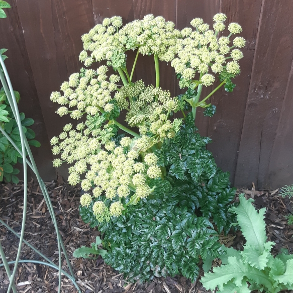 Plant image Angelica pachycarpa