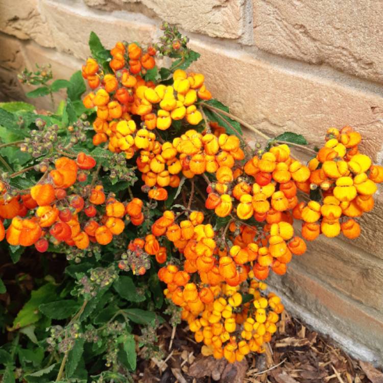 Plant image Calceolaria integrefolia 'Kentish Hero'