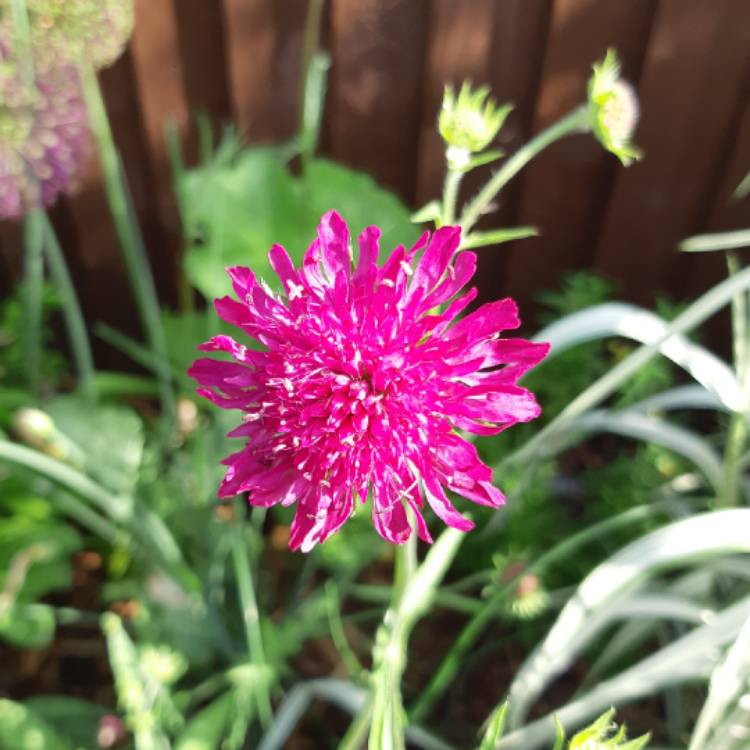 Plant image Knautia macedonica