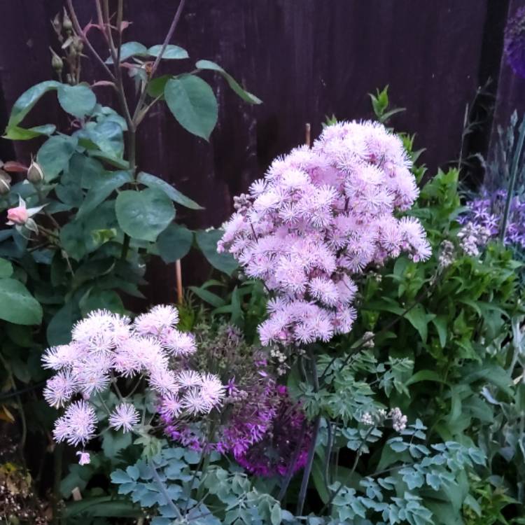 Plant image Thalictrum aquilegiifolium var. sibiricum syn.Thalictrum contortum