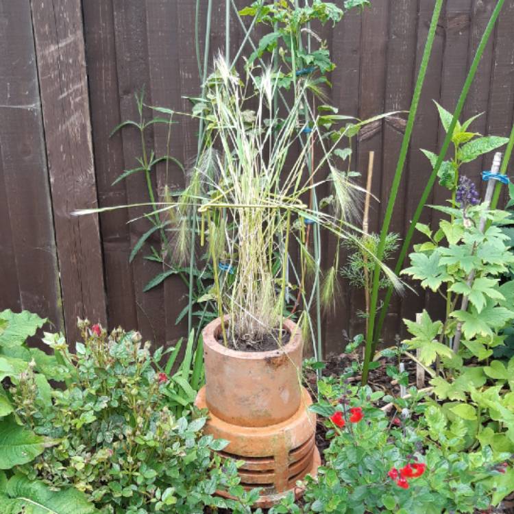 Plant image Hordeum jubatum