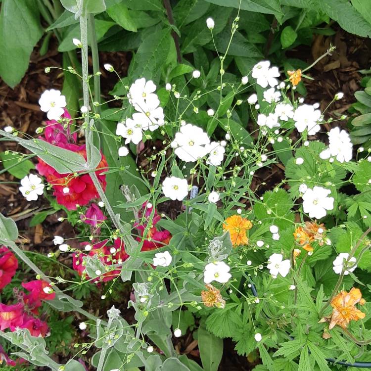 Plant image Gypsophila elegans 'Covent Garden'