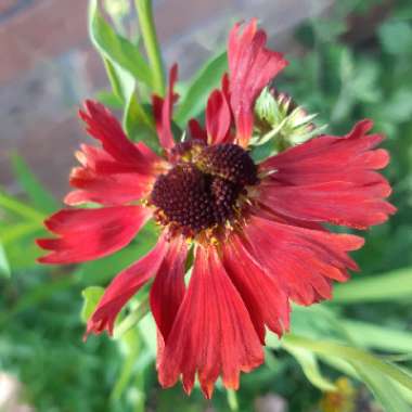 Helenium 'Moerheim Beauty'