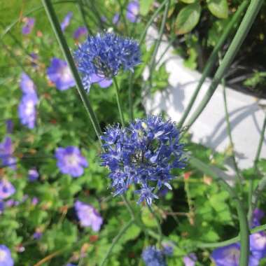 Allium caeruleum syn. Allium azureum, Allium caeruleum azureum, Allium coerulescens