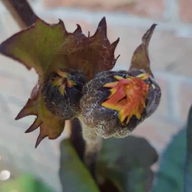 Ligularia