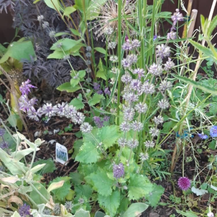 Plant image Salvia verticillata 'Purple Rain'