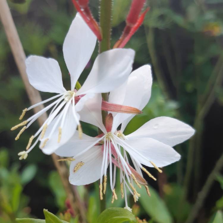 Plant image Oenothera lindheimeri 'The Bride' syn. Gaura lindheimeri 'The Bride'