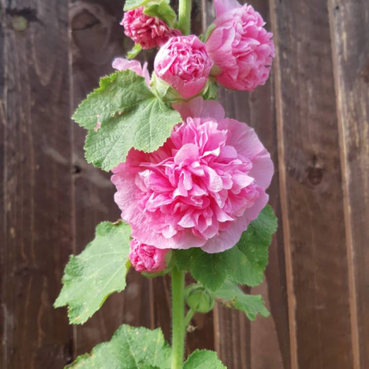 Plant image Alcea rosea 'Chater's Double Group Rose Pink'