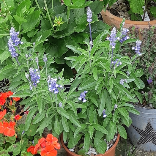 Plant image Salvia farinacea 'Fairy Queen'