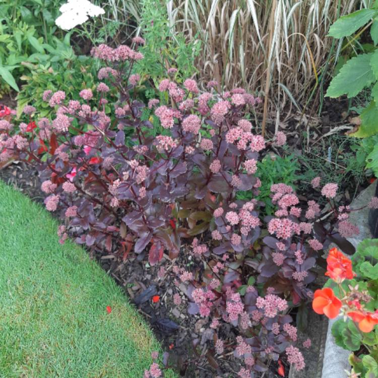 Plant image Sedum telephium 'Bon Bon'