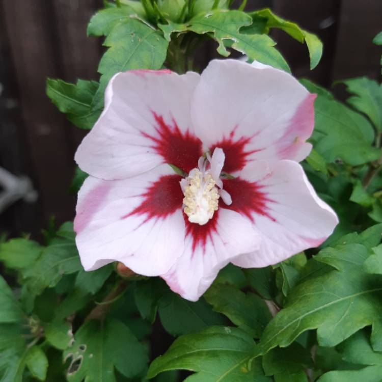 Plant image Hibiscus syriacus 'Hamabo'