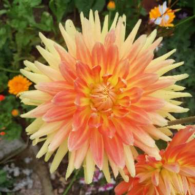 Dahlia (Bedding Varieties)