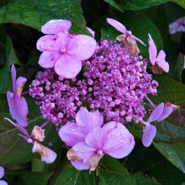 Hydrangea