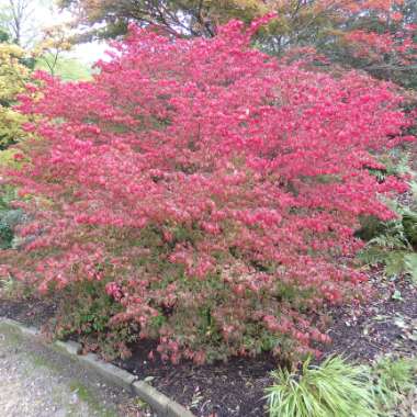 Euonymus alatus