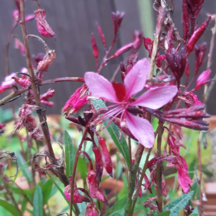 Plant image Salvia gregii 'Icing Sugar'