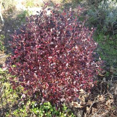 Pittosporum tenuifolium 'Tom Thumb'