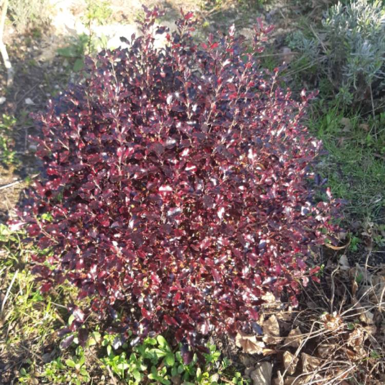 Plant image Pittosporum tenuifolium 'Tom Thumb'